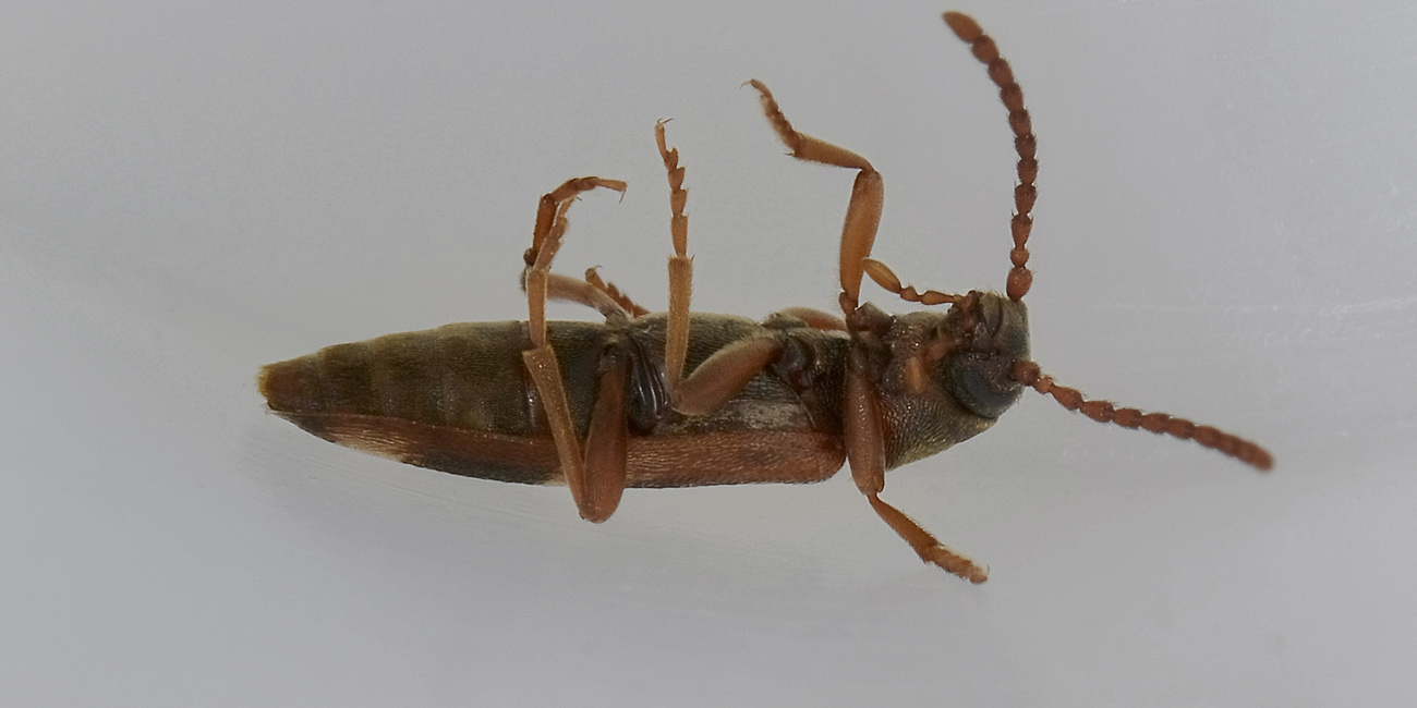 Hypulus quercinus - Melandryidae